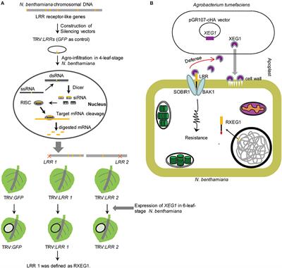 Commentary: Leucine-rich Repeat Receptor-Like Gene Screen Reveals that Nicotiana RXEG1 Regulates Glycoside Hydrolase 12 MAMP Detection